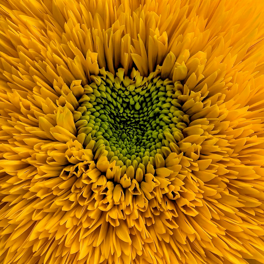 Gesundheit-sunflower-7385242_1280