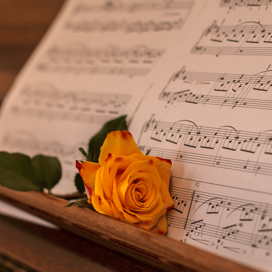 rose-4012880_1920-Bearbeitet